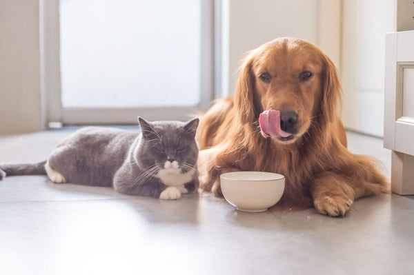 5 Reasons to Feed Insect-Based Food/ Snacks as Part of Your Pet’s Diet.