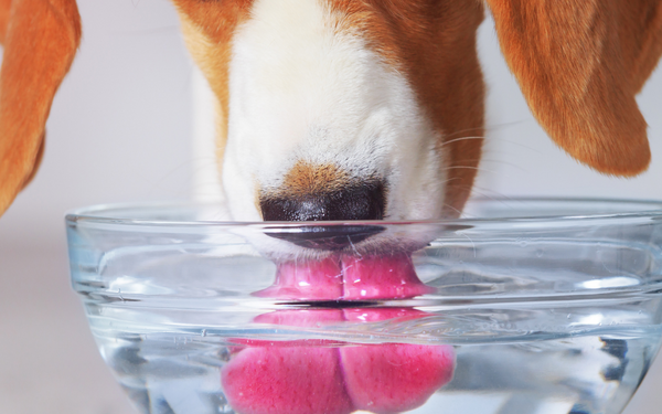 How Much Water Should My Dog Be Drinking?