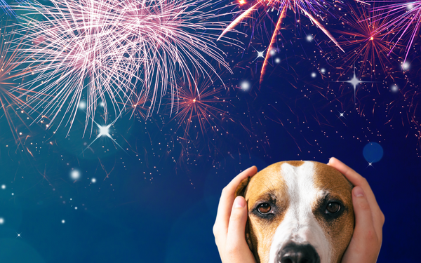 10 tips to Help You & Your Dog Survive Fireworks
