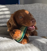 Eco Dog Toy -Audrey the Avocado