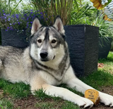 Eco- jouet - Pinkie Bone pour chiens