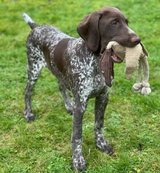 Eco Toy - Desmond the Duck