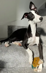 Eco Dog toy - Libby the Lemon