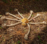 Eco- jouet - Pinkie Bone pour chiens