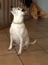 EM® Ceramic Natural Anti-Tick Collar