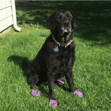 PawZ Rubber Dog Boots