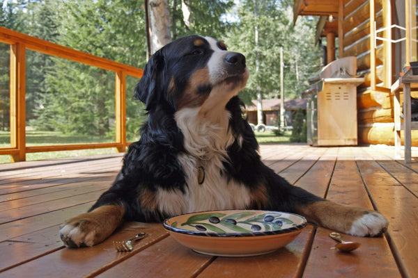 How to Choose the right Dog Food For You and Your Dog