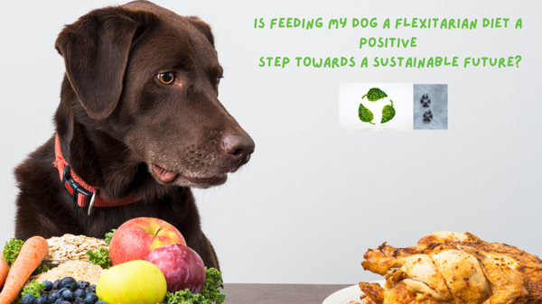 Is feeding my dog a flexitarian diet a positive step towards a sustainable future?