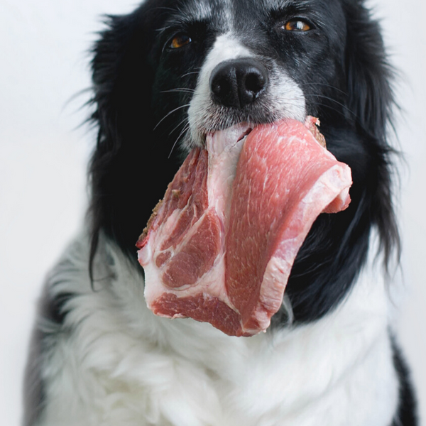 Dog ate raw meat best sale