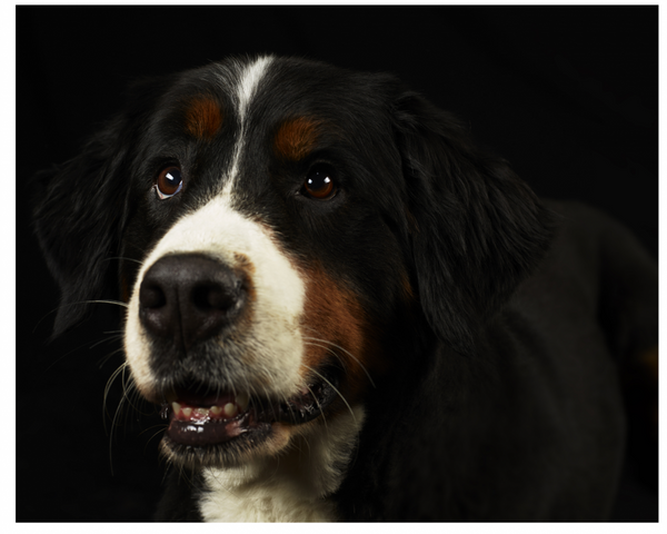 Does The Bernese Mountain Dog make a Good Family Pet ?