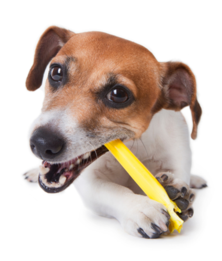 6 step guide to cleaning your dog’s teeth – with dental hygiene tips