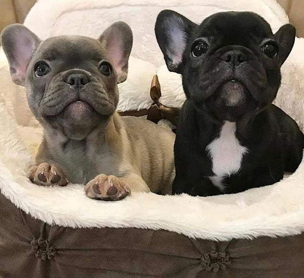 Does the French Bulldog Make a Good Family Pet?