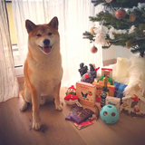 Die Weihnachtsbox für Hunde - Vorbestellung