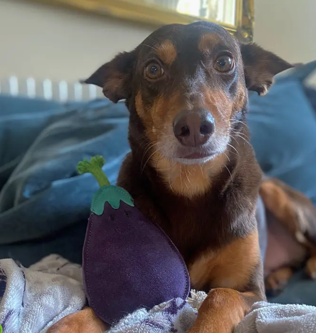 Eco Dog Toy -Austin the Aubergine