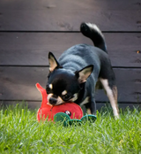 Eco Dog Toy - Terry the Turnip