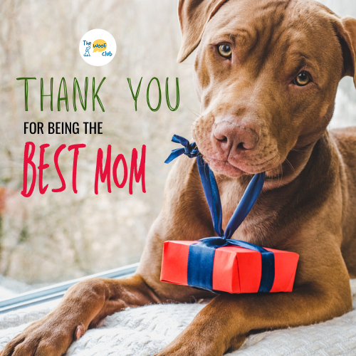 Dog Mom Gift Box