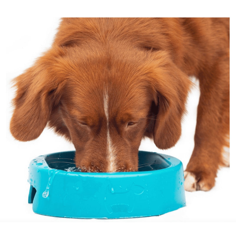 Barf Bowl for Dogs