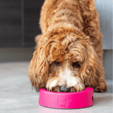 Hownd Bowl for Dogs