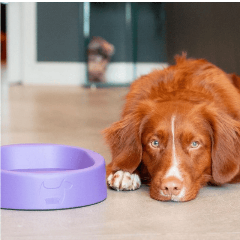 Antibacterial Bowl for Dogs