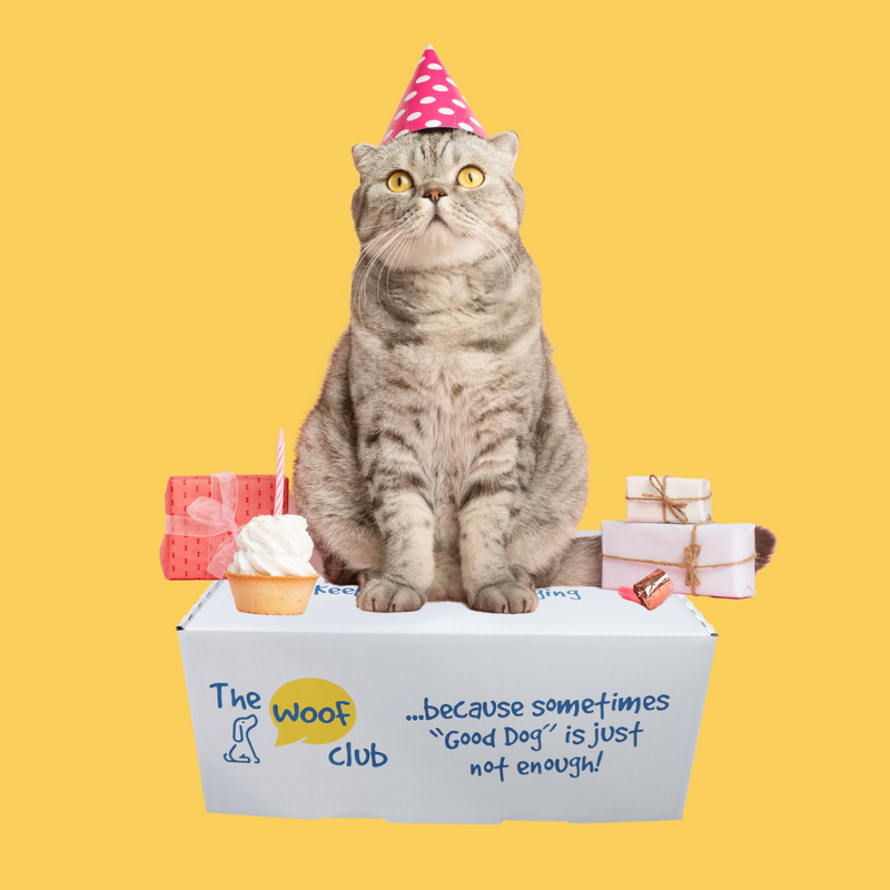 Birthday Box for Cats