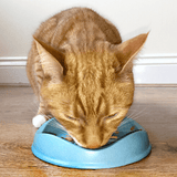 cat bowl 1-min
