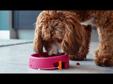 Hownd Hero - hygienisch Napfe für Hunde -  Stadtgrau
